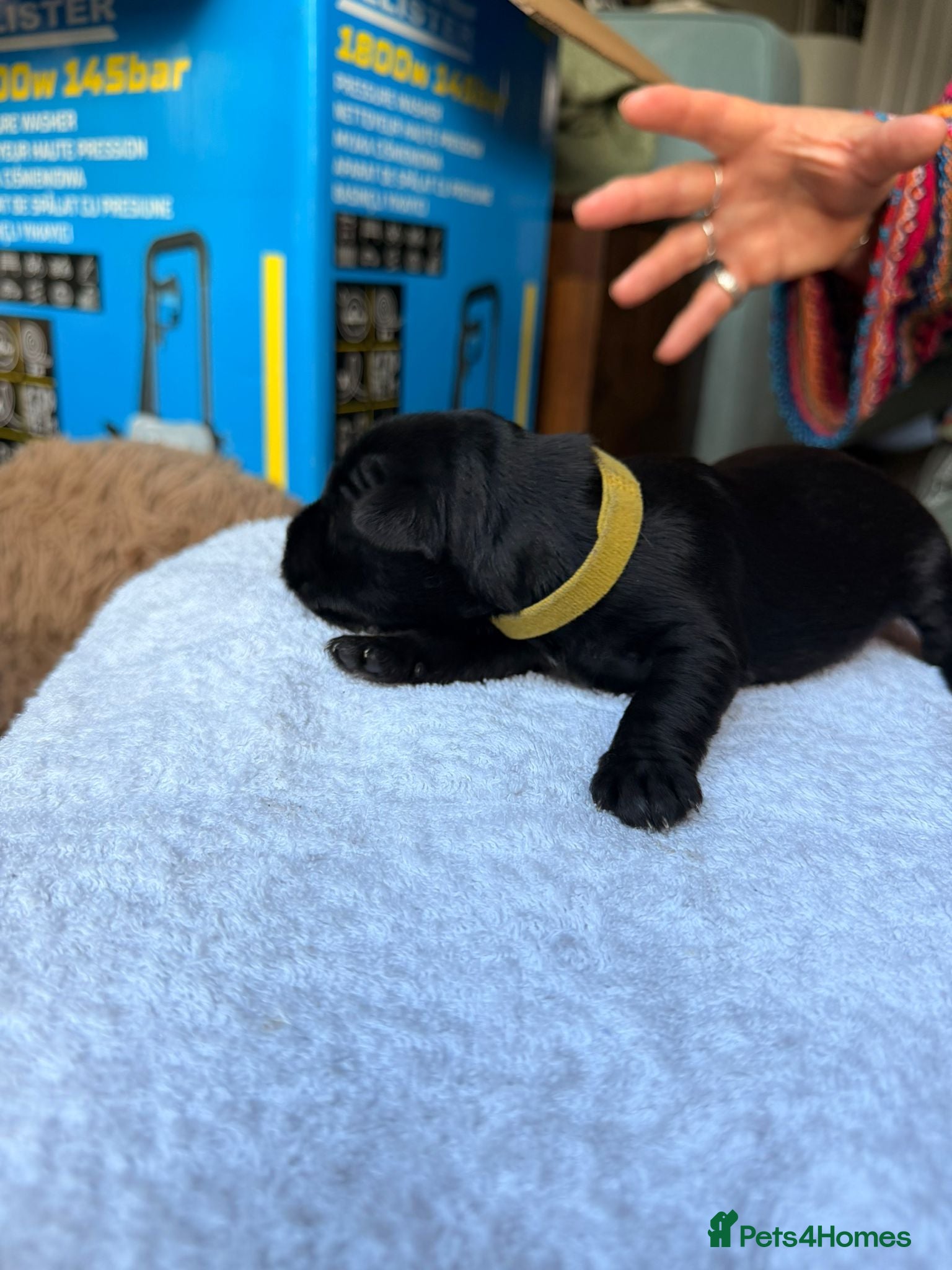 Miniature Schnauzer dogs 5 dogs, 2 bitches, KC registered  - Advert 2