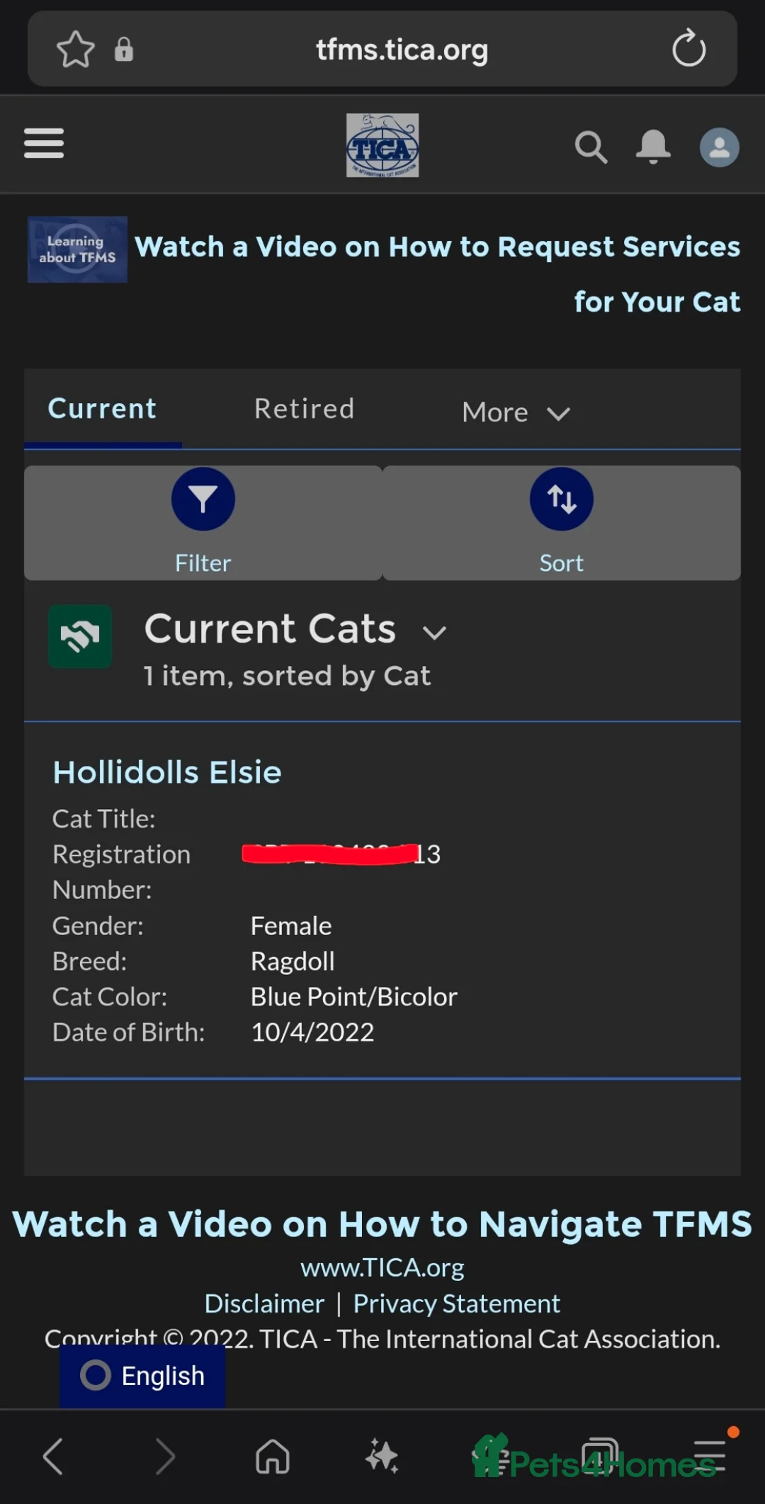 Ragdoll cats for sale: TICA ACTIVE FEMALE BI COLOUR RAGDOLL - Advert 3