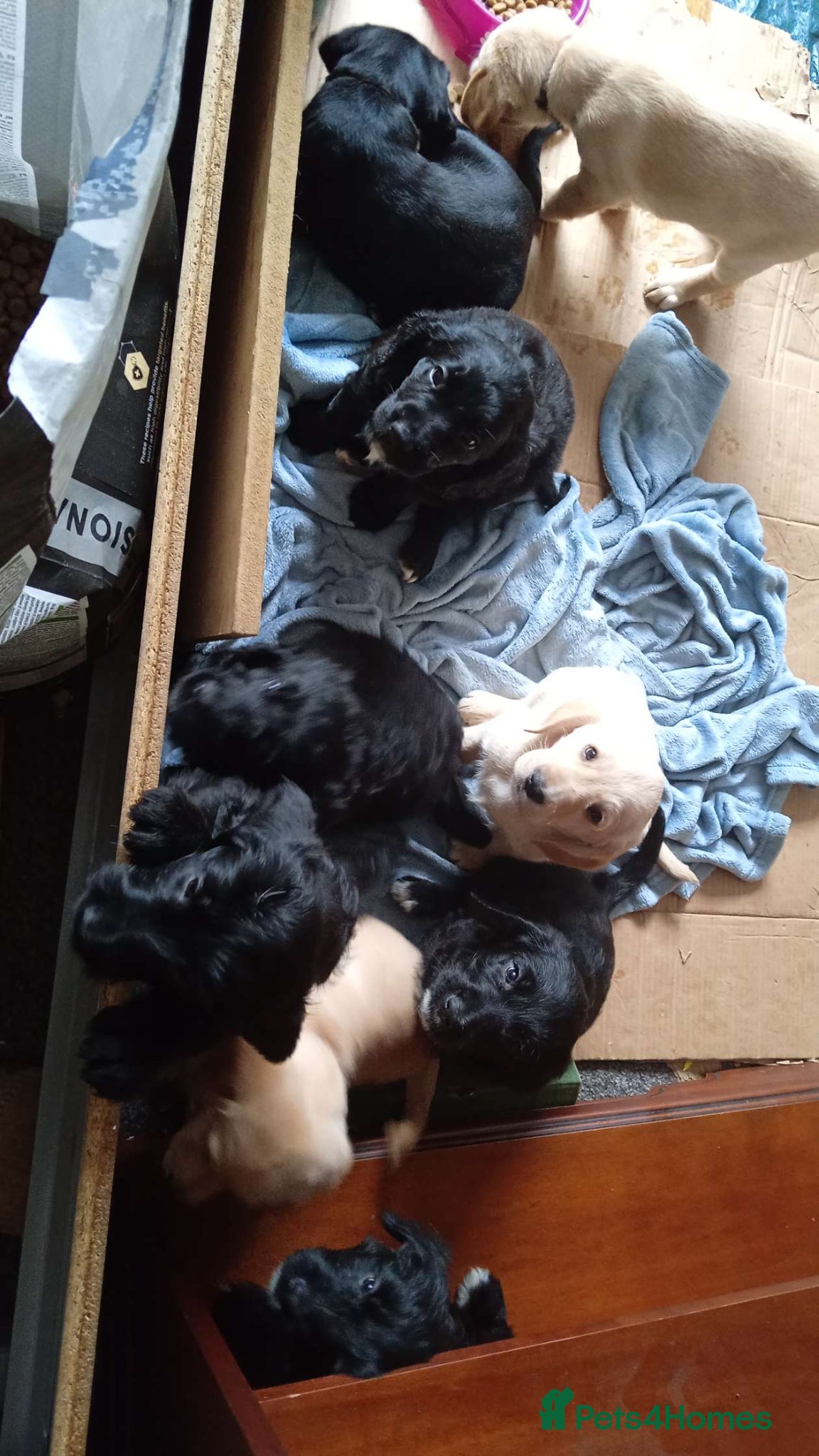 Mixed Breed dogs for sale: Ready Gorgeous Cockapoo x Gold Retriever x pups  - Advert 16
