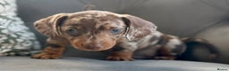 Miniature Dachshund dogs for sale: Kc reg choc tweed dapple & choc n tan  - Advert 1