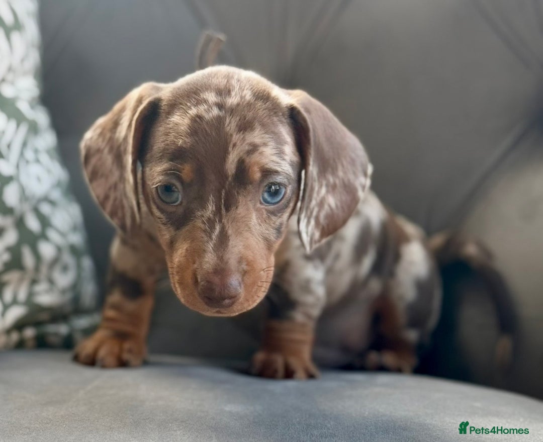 Miniature Dachshund dogs for sale: Kc reg choc tweed dapple & choc n tan  - Advert 1