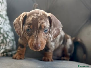 Miniature Dachshund dogs Kc reg choc tweed dapple & choc n tan - Advert 1