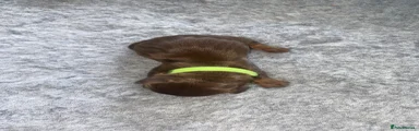 •Lime Green Collar: 
