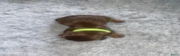 Miniature Dachshund dogs for sale: Miniature Dachshund Puppies - Advert 5