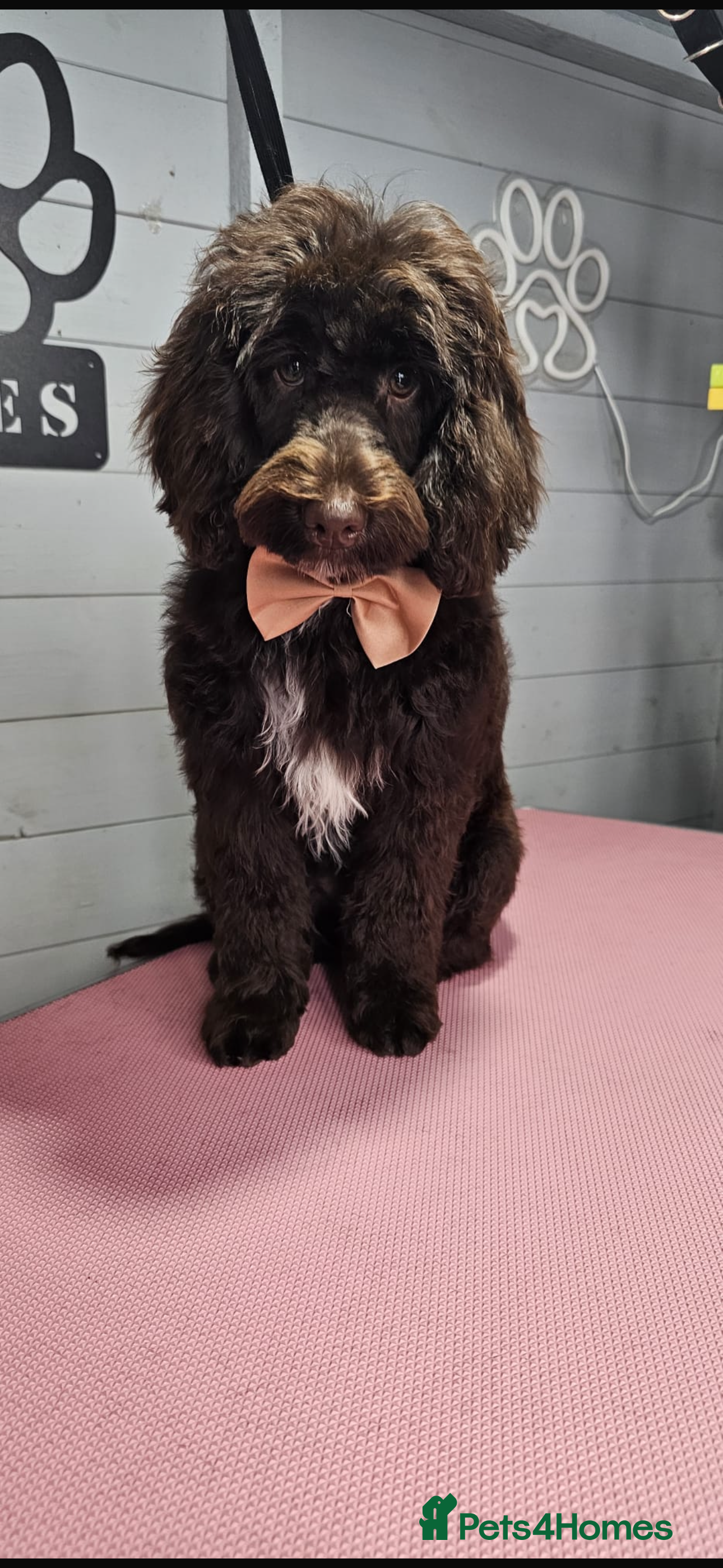 Cockapoo dogs 8 month old cokerpool chocolate colour  - Advert 1