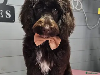 Cockapoo dogs 8 month old cokerpool chocolate colour - Advert 1