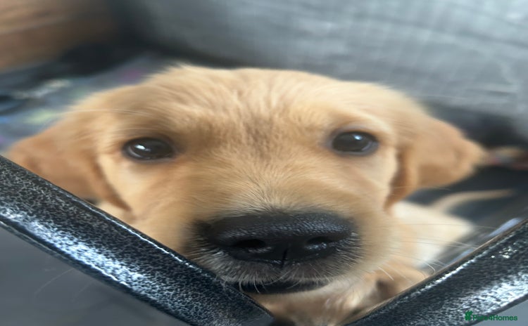 Golden Retriever dogs - Advert 1