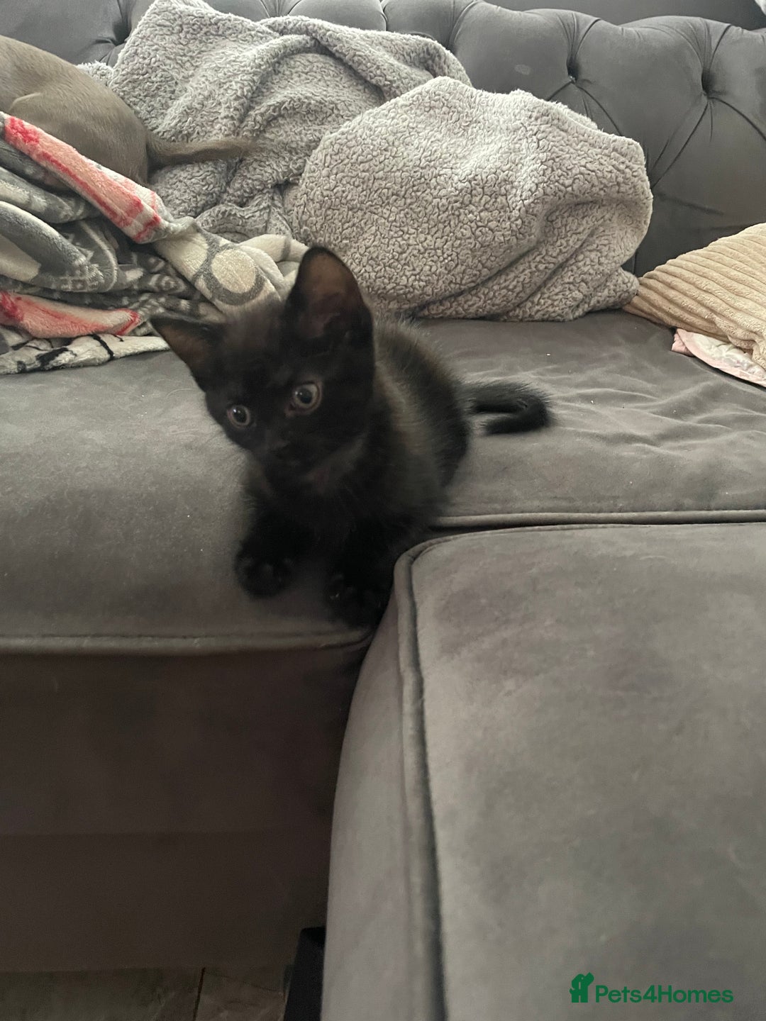 Mixed Breed cats for sale: Super cute fun kittens - Image 5