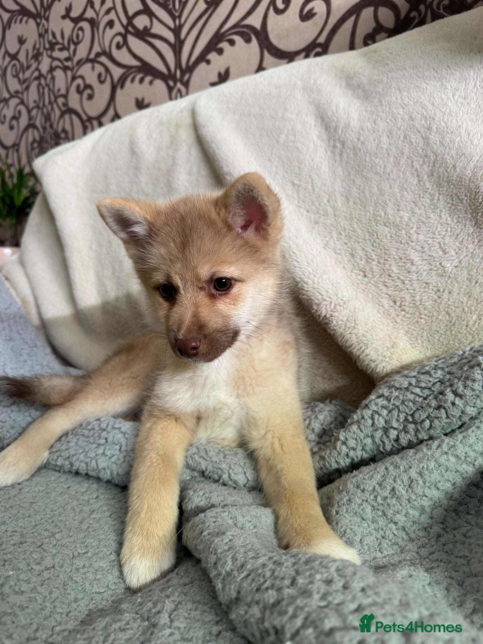 Pomsky dogs Last Boy Reduced, fully vaccinated, house trained - Advert 1