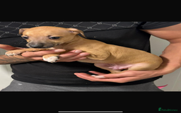 Italian Greyhound dogs for sale: Kc registered Italian greyhound puppies - Image 12