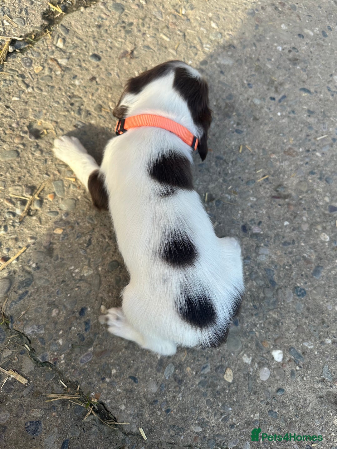 English Springer Spaniel dogs for sale: KC Springer spaniel puppies  - Advert 14