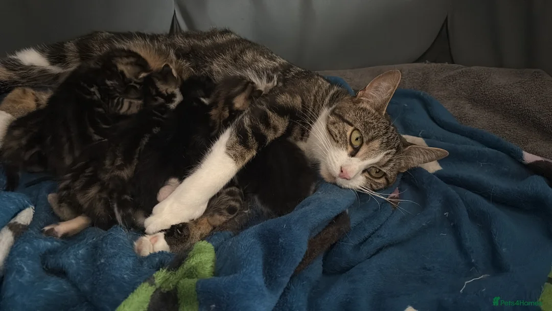 Mixed Breed cats for sale: Beautiful kittens for sale  - Advert 2