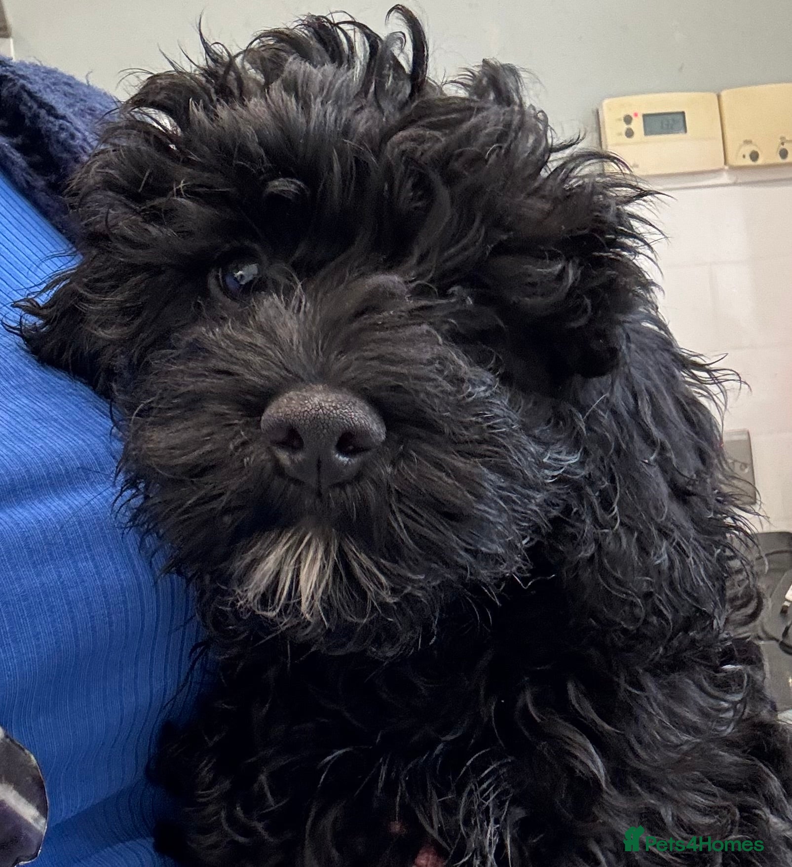 Cavapoo dogs REDUCED PRICE Beautiful Cavapoo pup, last boy left - Advert 11