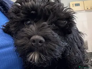 Cavapoo dogs REDUCED PRICE Beautiful Cavapoo pup, last boy left - Advert 1