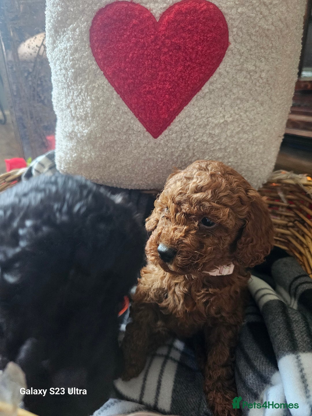 Miniature Poodle dogs for sale: Kc reg outstanding miniature Poodles in Stourbridge - Image 21