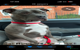 Mixed Breed dogs for sale: STUNNING!!! Staffy Cross Puppies!!! - Image 6