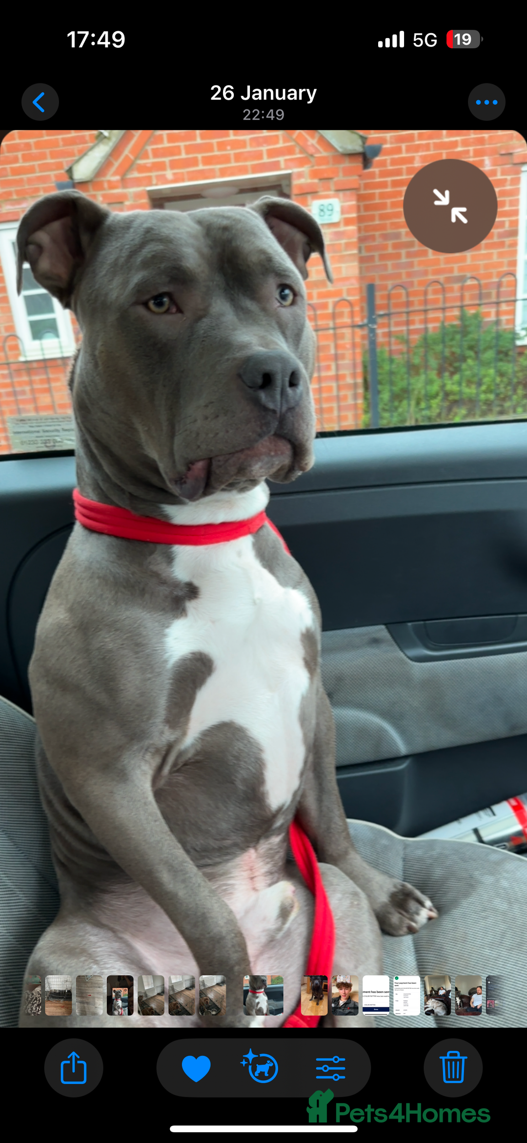 Mixed Breed dogs for sale: STUNNING!!! Staffy Cross Puppies!!! - Image 6