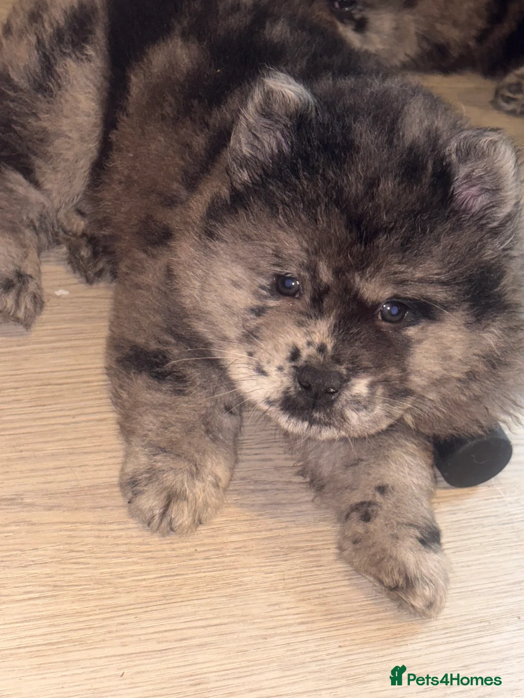 Chow Chow dogs for sale: Last lilac Merle male and female chow chow puppy - Advert 4