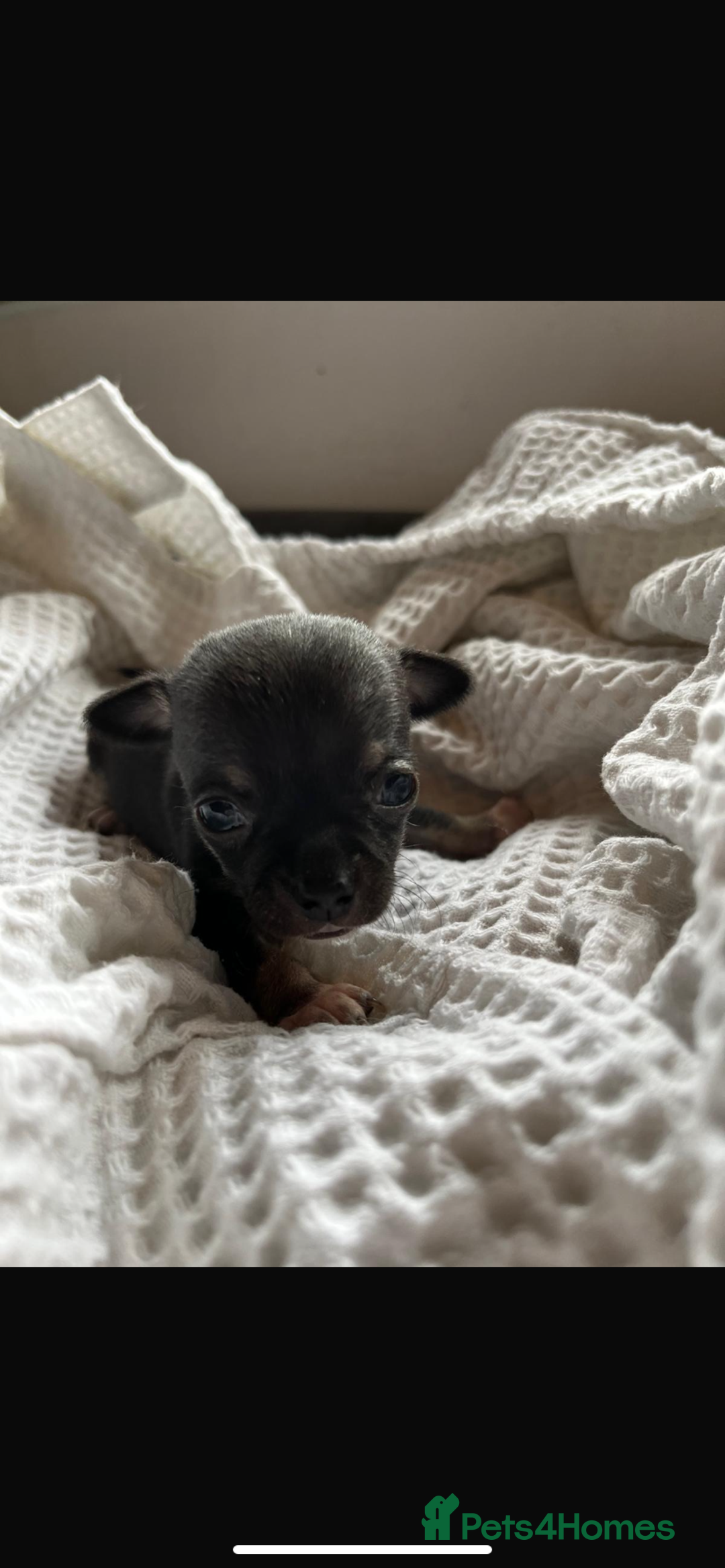 Chihuahua dogs for sale: 💛 Beautiful Chihuahua Pups – Ready 2nd Jan 26 💛 - Advert 13