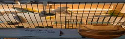 Budgerigars birds for sale: Budgies in Littlehampton - Advert 5