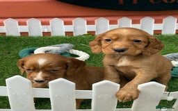 Cocker Spaniel dogs for sale: Gorgeous KC Working Cocker Spaniels- Health Tested - Image 6