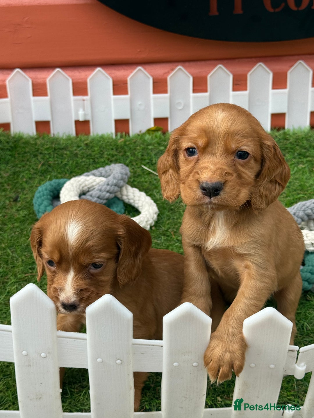 Cocker Spaniel dogs for sale: Gorgeous KC Working Cocker Spaniels- Health Tested - Image 6