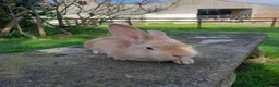 Rex rabbits for sale: Mixed rex with the English - Advert 4