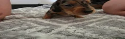Miniature Dachshund dogs for sale: READY Monday! Miniature dachshunds  - Advert 18