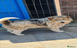 Fox Terrier dogs for adoption: Boris, fox terrier  - Image 5