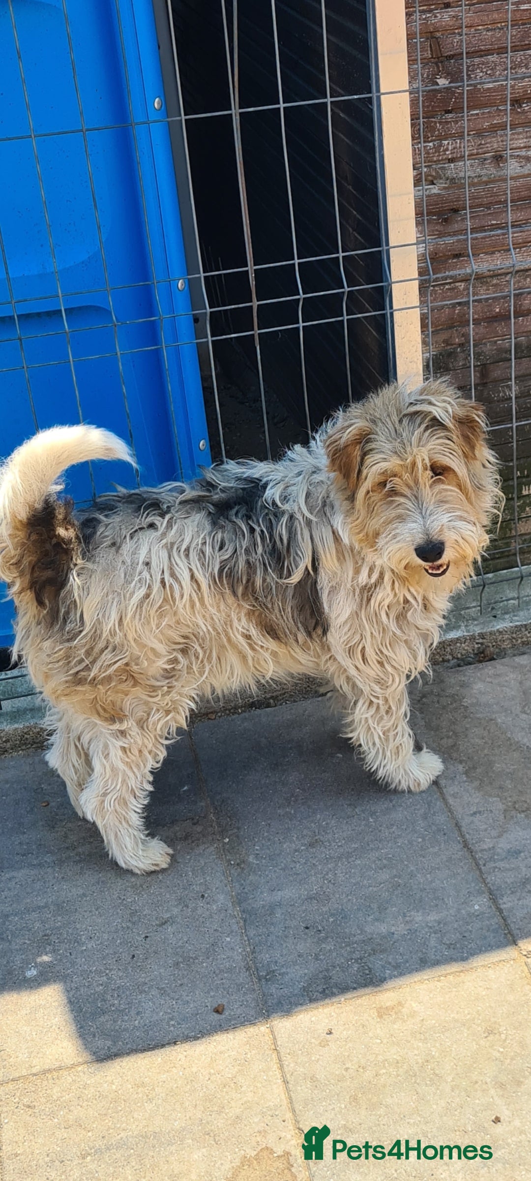 Fox Terrier dogs for adoption: Boris, fox terrier  - Image 5