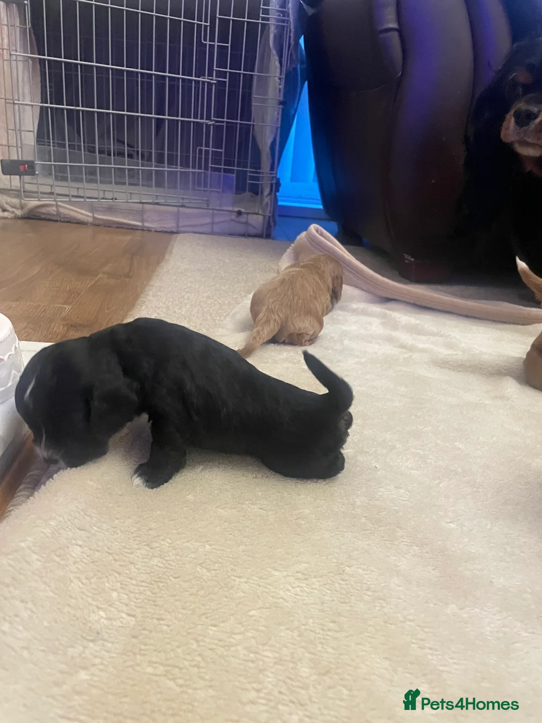 Cavapoo dogs for sale: Beautiful cavapoo puppies  - Advert 18