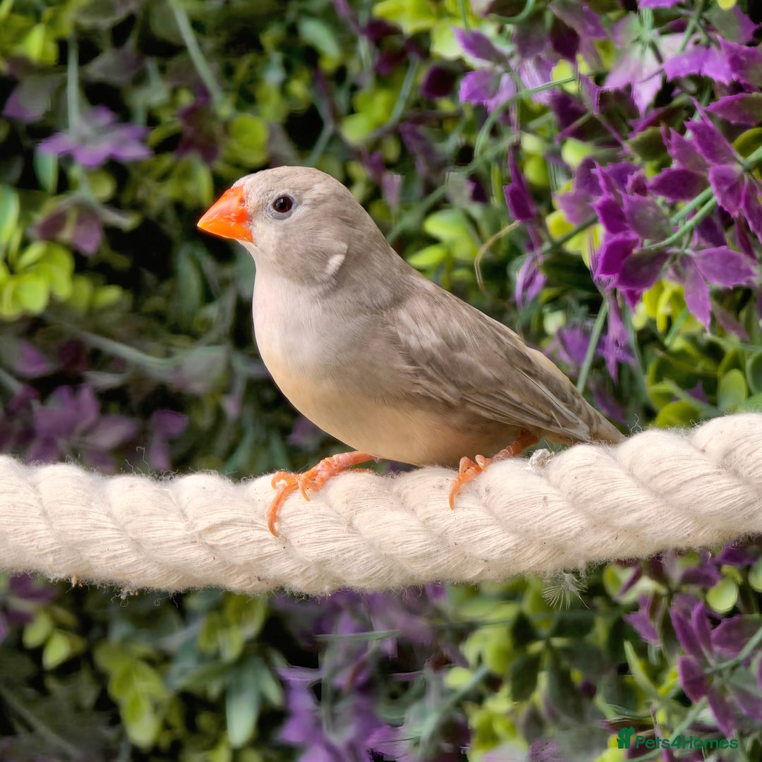 Finches birds for sale: Zebra Finches / Bengalese / Silverbill / Cherry - Image 5