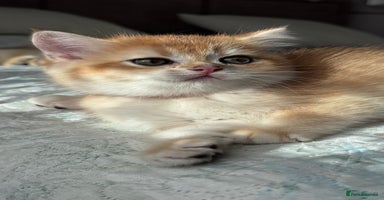 British Shorthair cats - Advert 14