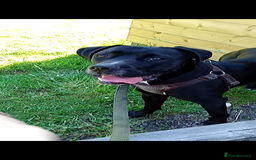 Mixed Breed dogs for sale: Italian daniff(cane corso X great dane ) - Image 7