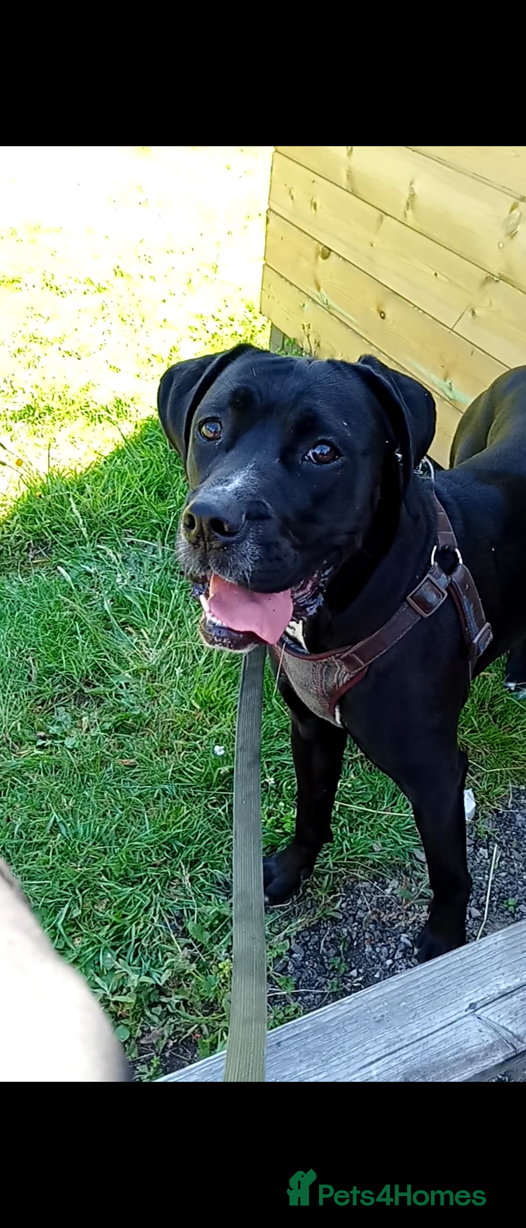 Mixed Breed dogs for sale: Italian daniff(cane corso X great dane ) - Image 7