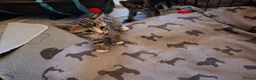 Bengal cats for sale: Bengal cross kittens in Crewe - Advert 2