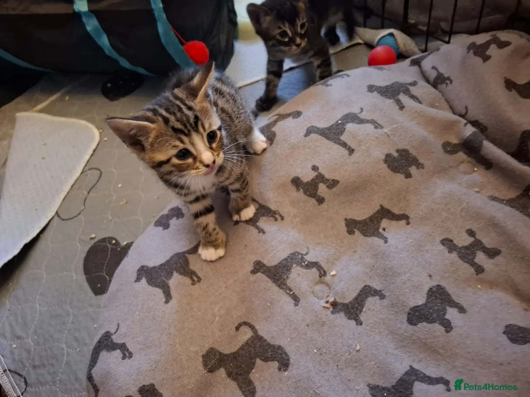 Bengal cats for sale: Bengal cross kittens in Crewe - Advert 2
