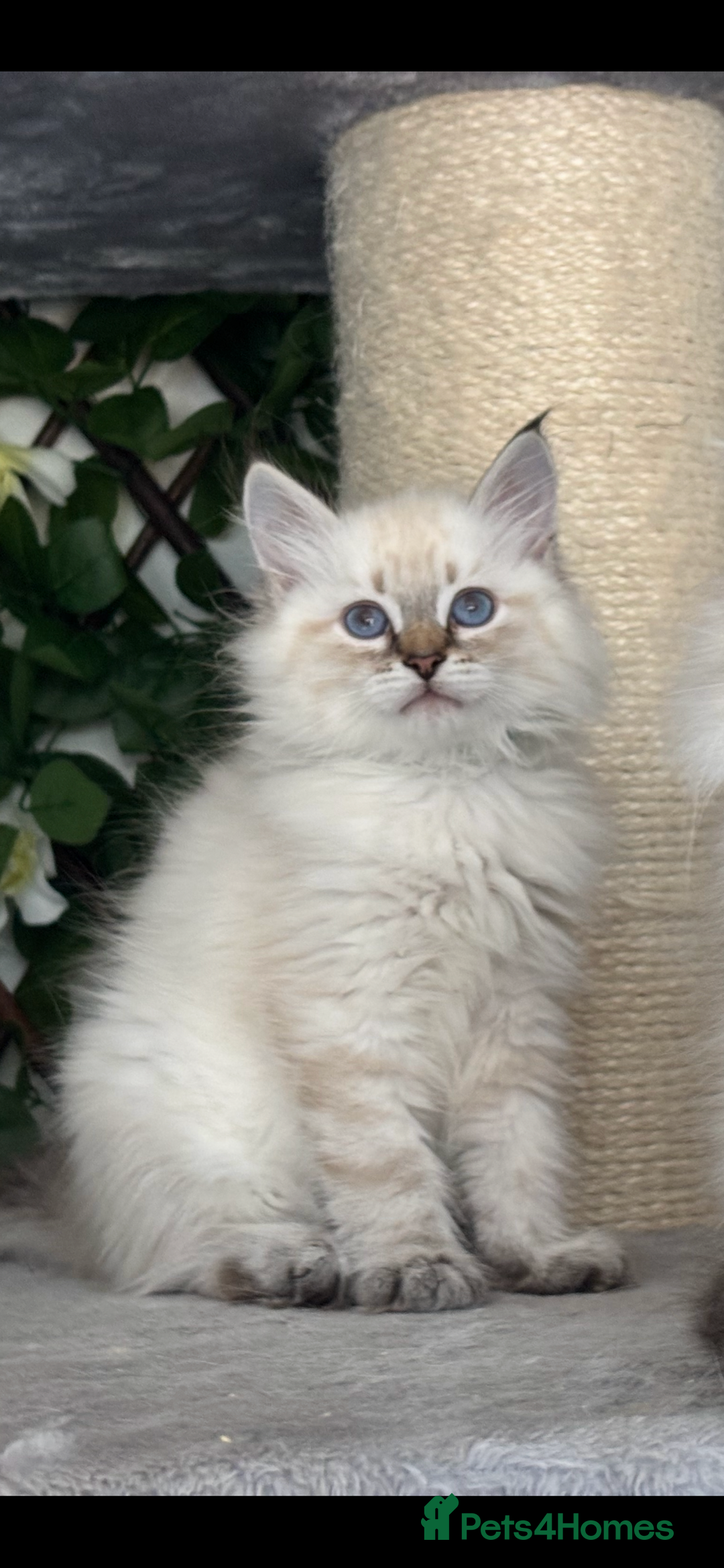 Siberian cats for sale: ✅3 WEEKS OLD BABIES AVAILABLE✅ - Advert 17