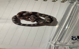Corn Snake reptiles for sale: various baby corns avaliable  - Image 9