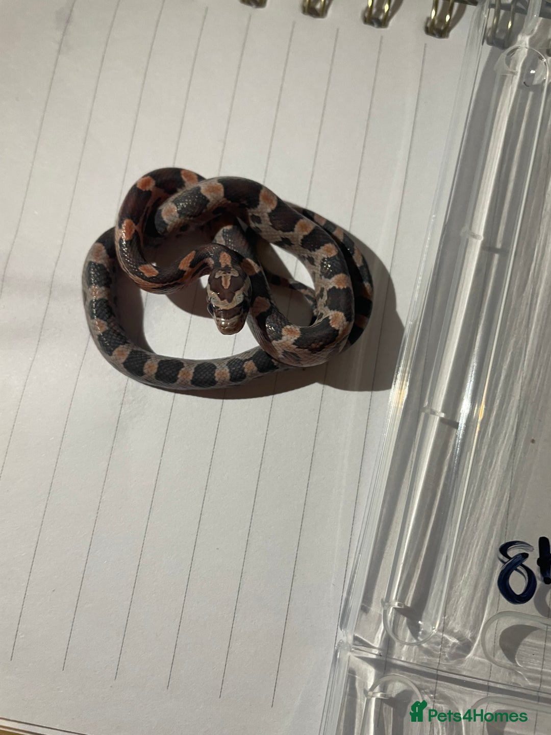 Corn Snake reptiles for sale: various baby corns avaliable  - Image 9