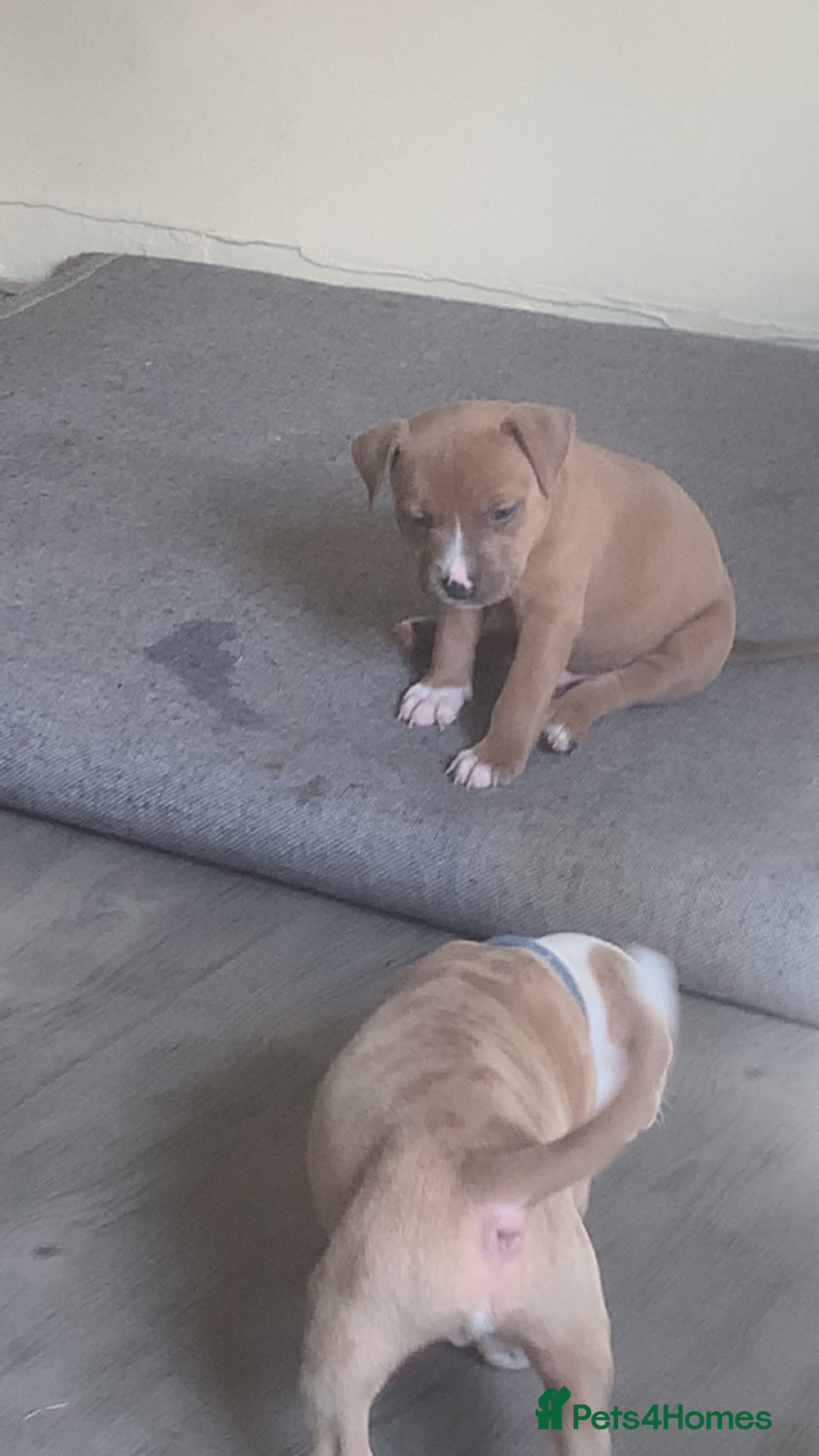 Mixed Breed dogs for sale: Ready to leave Staff x bulldog puppies  - Image 16