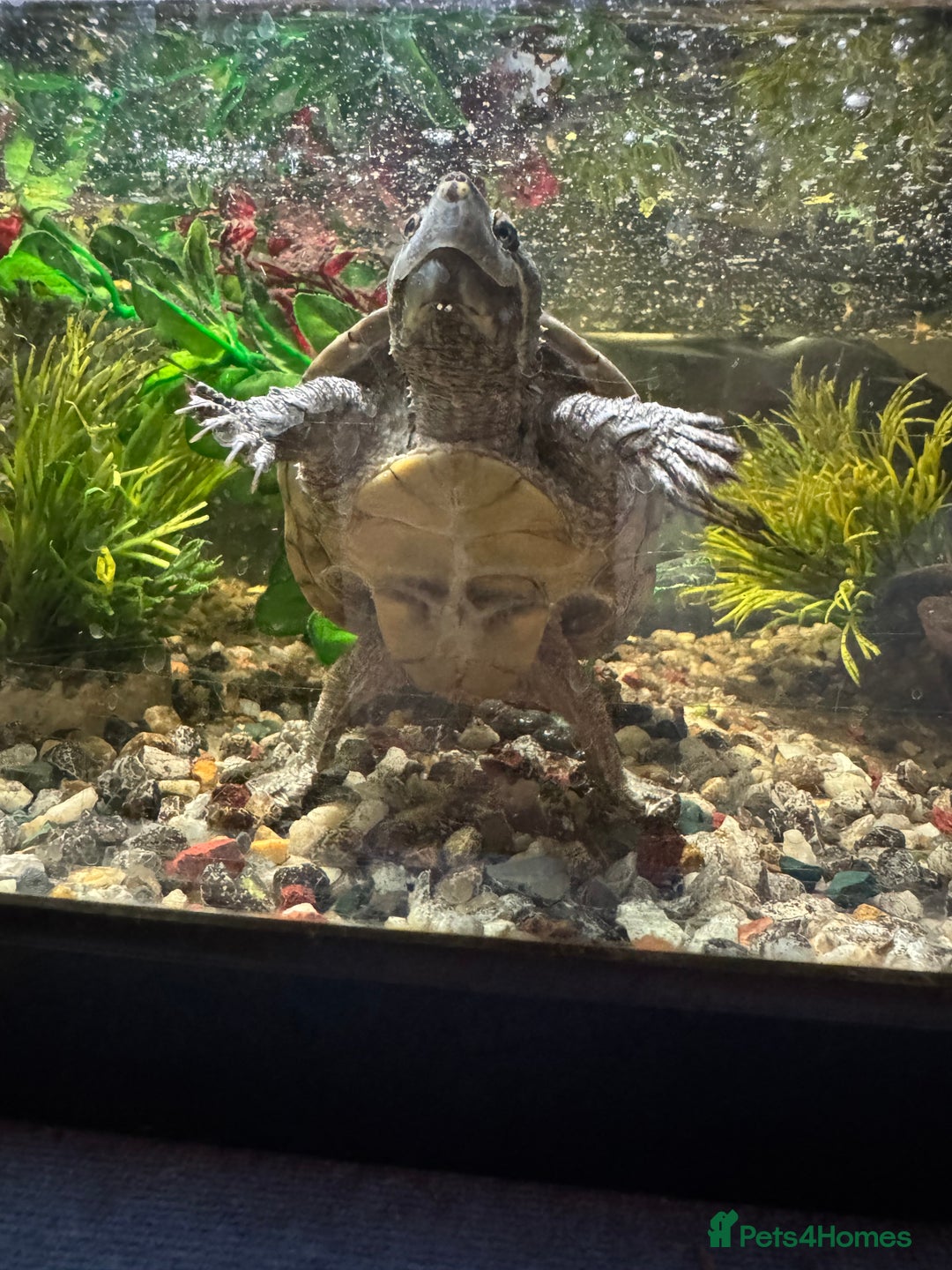 Terrapin reptiles for sale: Male Musk Turtle - Image 4
