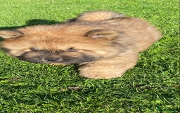 Chow Chow dogs for sale: Amazing chow chow puppies READY NOW  1 left  - Image 5