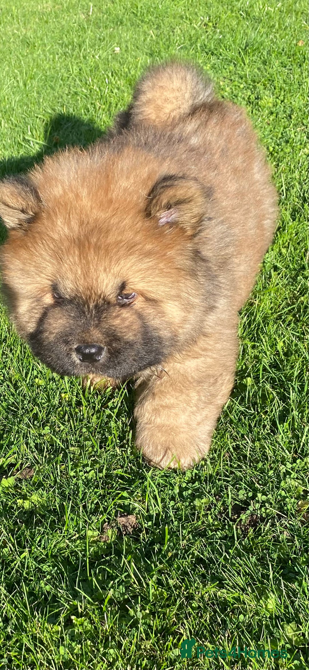 Chow Chow dogs for sale: Amazing chow chow puppies READY NOW  1 left  - Image 5