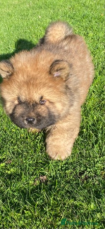 Chow Chow dogs - Advert 10