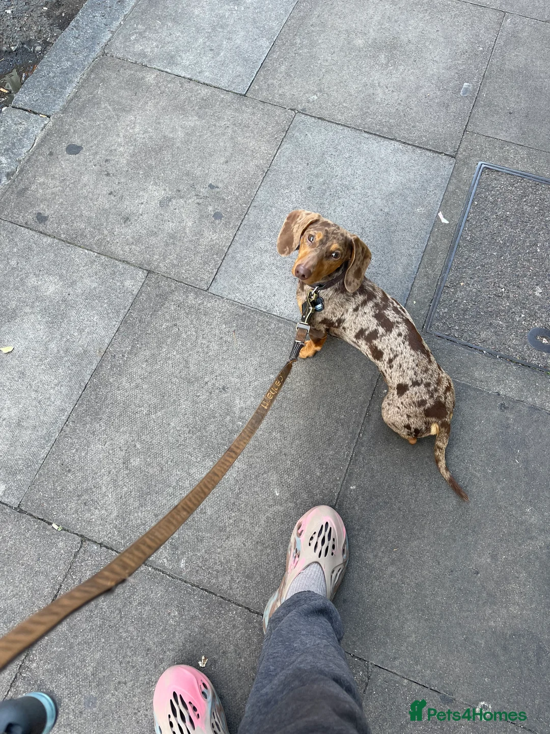 Miniature Dachshund dogs for stud: Dapple Stud. - Advert 2