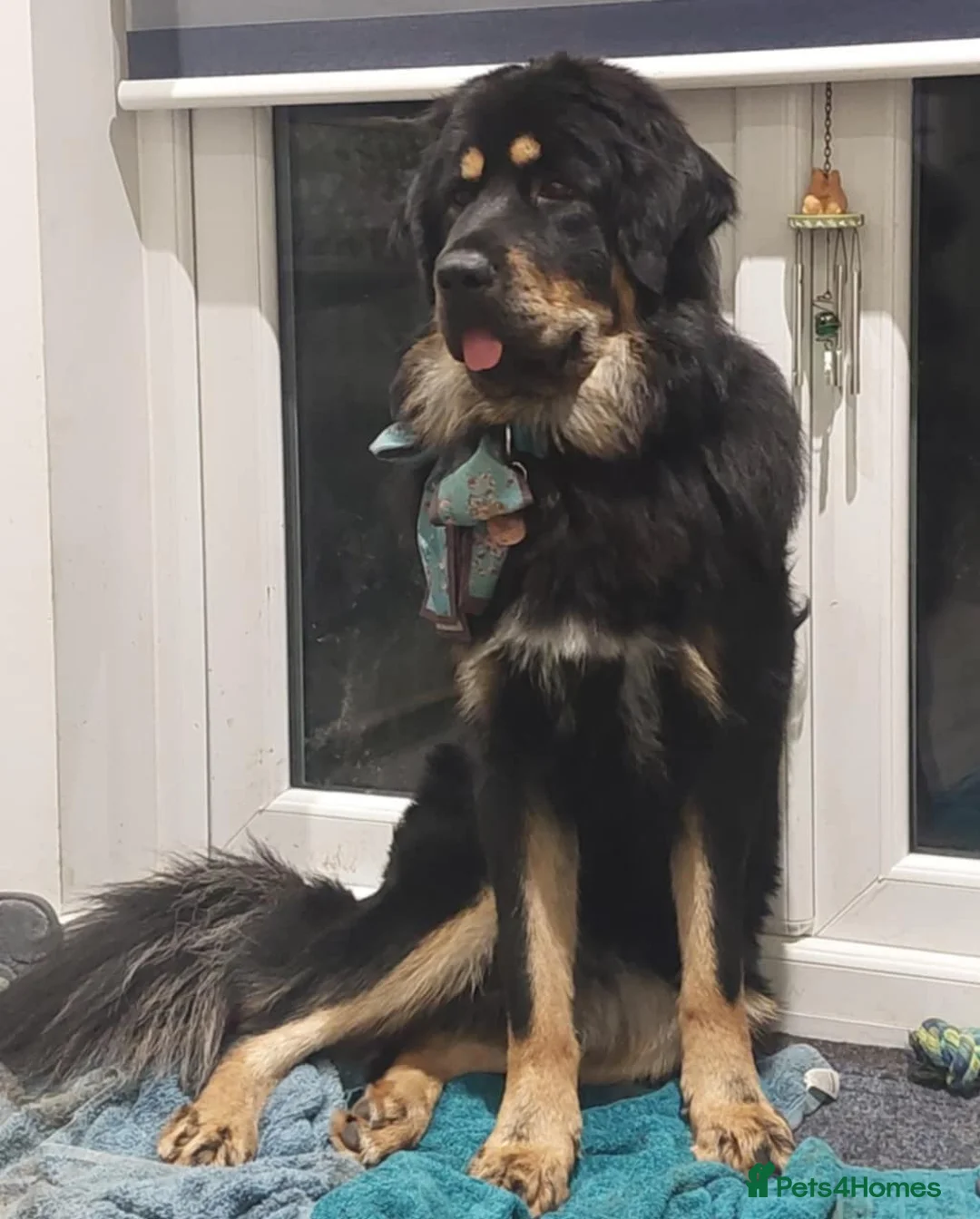 Tibetan Mastiff dogs for sale: Tibetan Mastiff Puppies - Advert 17