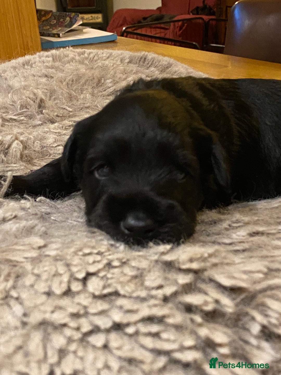 Miniature Schnauzer dogs for sale: 5*KC MINIATURE SCHNAUZER PUPPIES  - Advert 9