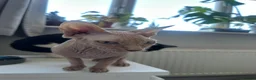 Sphynx cats for sale: Sphynx cat 14 months old Benfleet Essex  - Advert 5