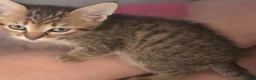 British Shorthair cats for sale: 2 male tabby kittens  - Advert 9